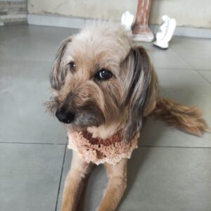 🎀 Moda Pet, Roupinhas e Bandanas